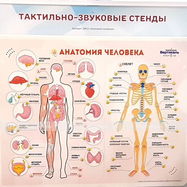 Стенд тактильно-звуковой «Анатомия человека» – фото № 3