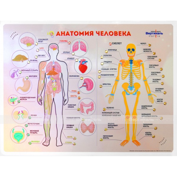 Стенд тактильно-звуковой «Анатомия человека» – фото № 1