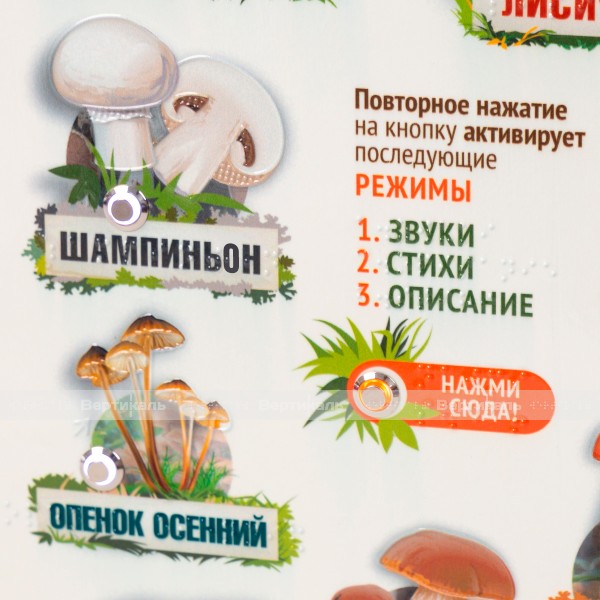 Стенд обучающий, тактильно-звуковой «Грибы», 440x640 мм – фото № 5